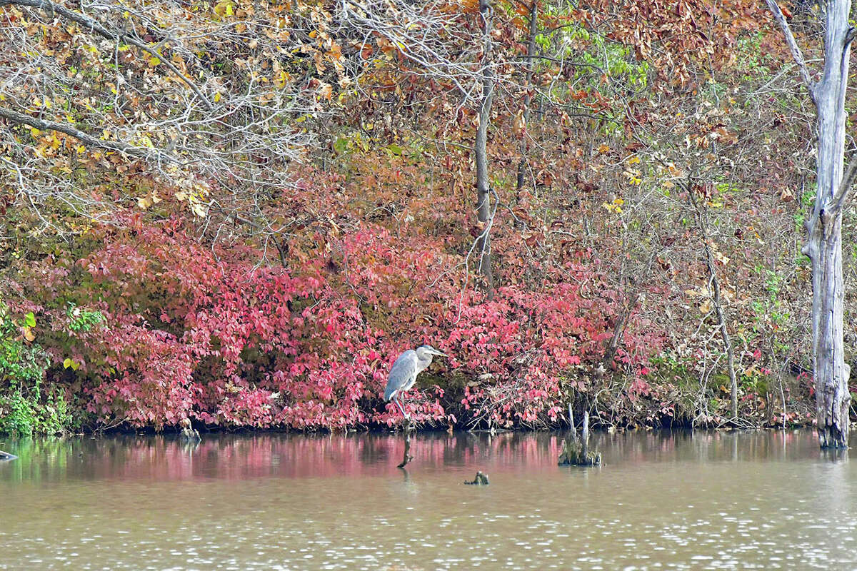 A bird balances on a tree limb sticking up from the water at Lake Waverly.