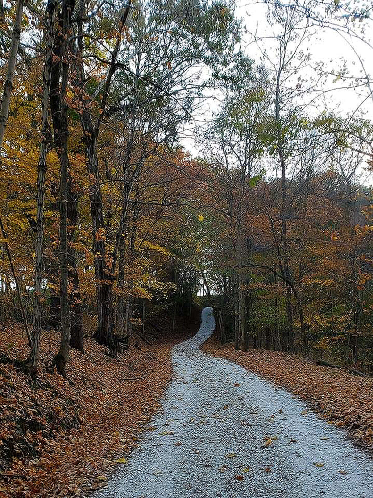 The muted colors of leaves on trees along a quiet, rural Brown County road are a reminder of winter's approach.