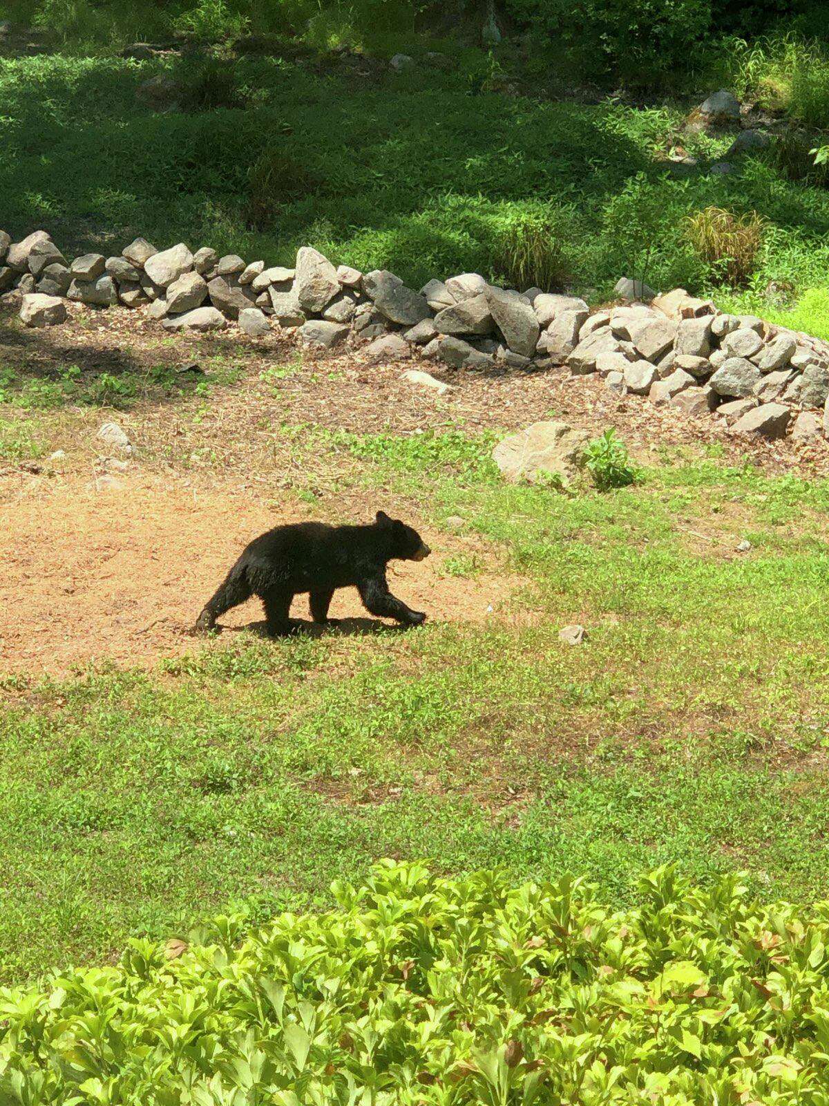 A baby bear is in the backyard of New Canaan resident Susan Serven's nextdoor neighbor's backyard at 174 Mariomi Road in New Canaan Friday, afternoon, June 26, 2020. Serven's nextdoor neighbors who live at the mentioned address are: John, and Jennifer Ruth. Their son, Adam took the photo. Serven then e-mailed it to the New Canaan Advertiser.