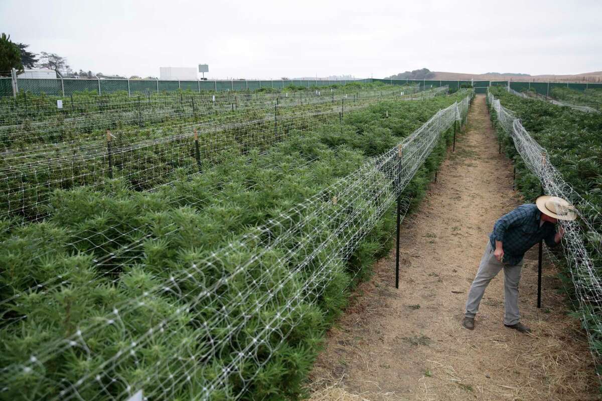 Changing federal laws could make the cannabis grown at Sonoma Hills Farm in Petaluma into a valuable export crop.