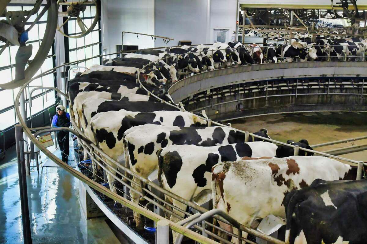 An employee with Ideal Dairy Farms works hooking up cows to be milked in the rotary milking parlor on Thursday, Nov. 11, 2021, in Hudson Falls, N.Y. The rotary parlor allows workers to milk between 400 to 500 cows an hour.
