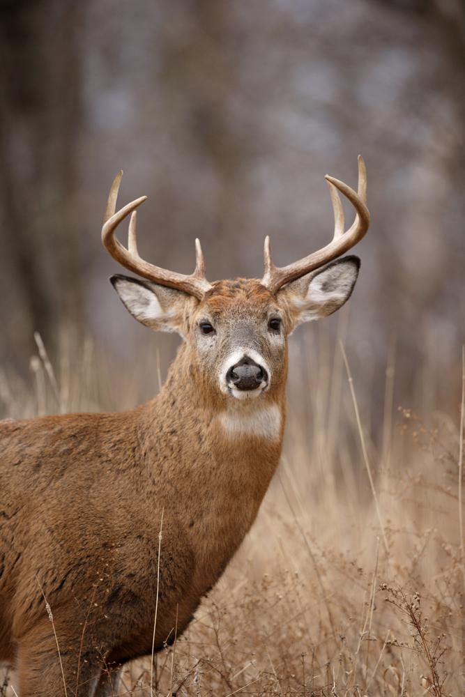 Connecticut’s deer hunting season begins Nov. 17