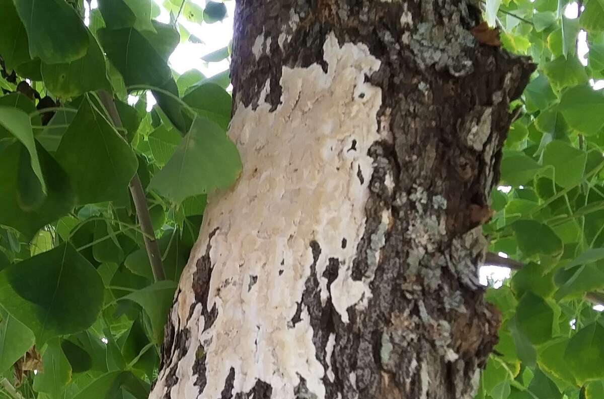 A mycologist would need to identify this specific fungus, but it's a saprophyte, meaning that it's growing off decaying wood. The concern is that there is an issue within the trunk of the tree under the mold.