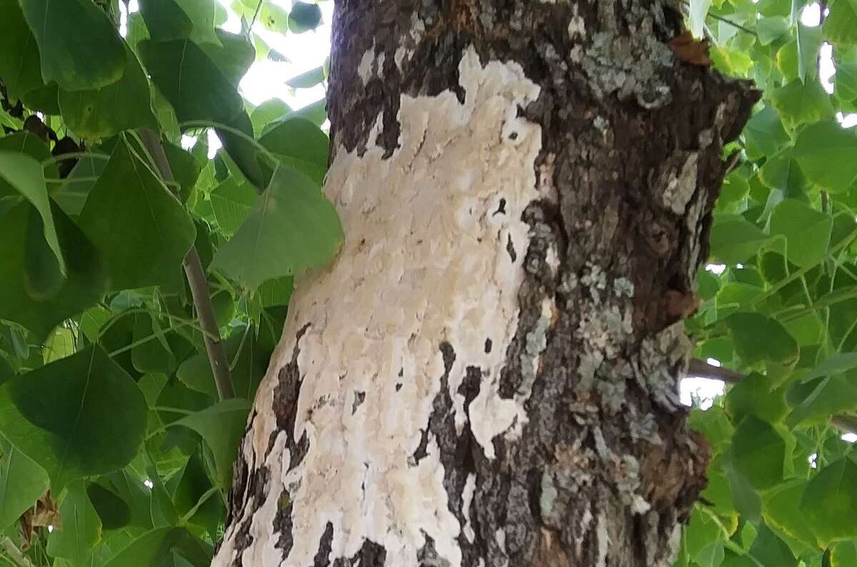 This kind of mold on a tree is a signal that there is dead tissue within