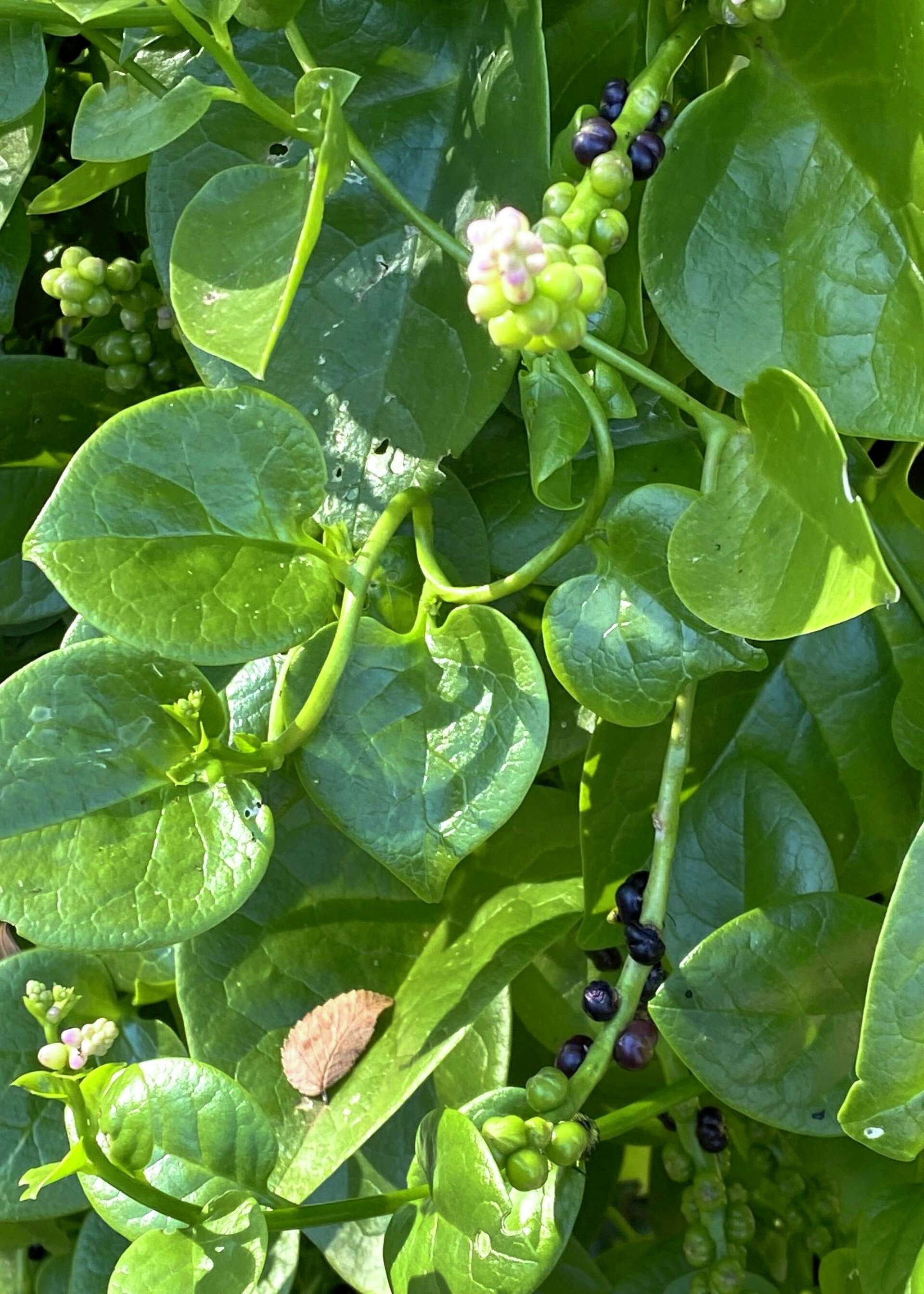 This kind of mold on a tree is a signal that there is dead tissue within