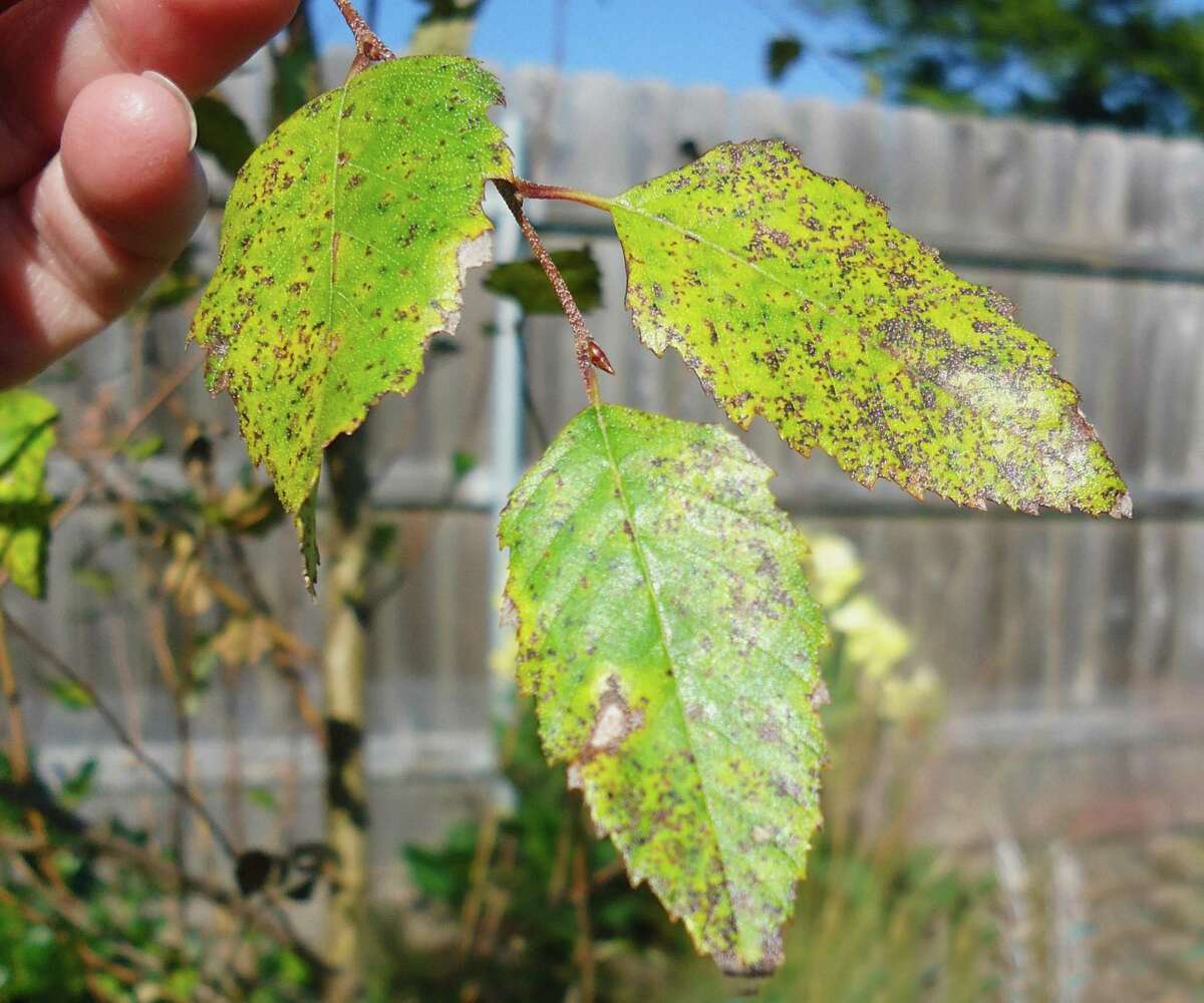 This doesn't look like a leaf spot on this Dura Heat river birch, and if it is, there's no point in treating for it this late in the year. Birch trees lose their leaves with the first frost anyway.