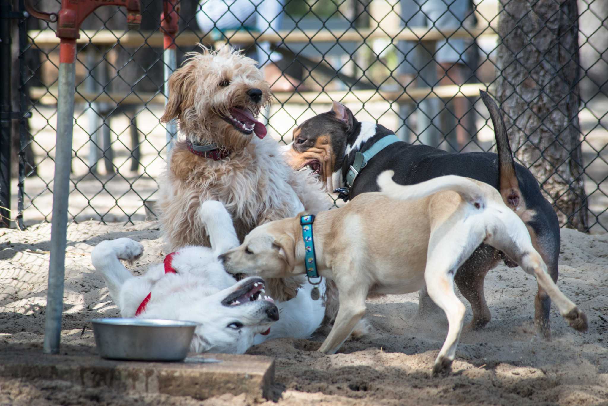are dog parks bad for your dog