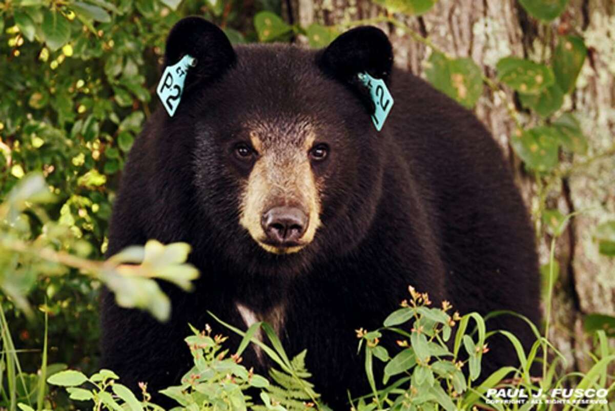 Black bears are commonly seen in many areas of Connecticut.