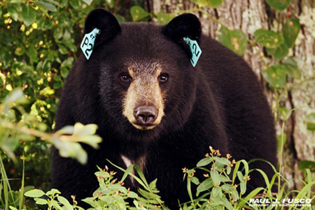 After bear attack in CT, lawmakers say hunt still unlikely - Vimarsana News