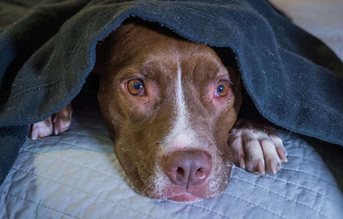 A scared dog is laying on a bed with its head under a blanket.