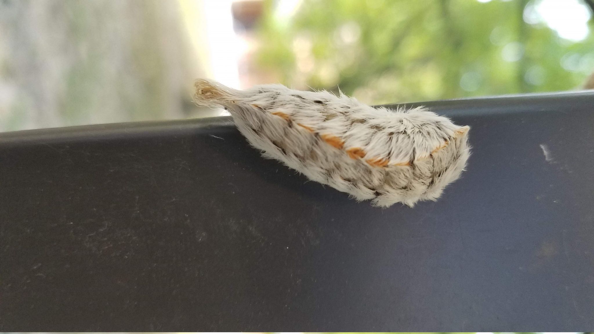 Don't pet this cute but venomous caterpillars in San Antonio area