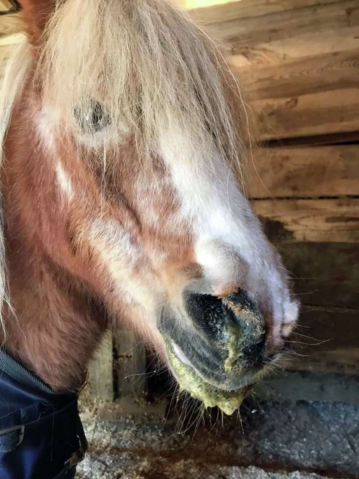 Despite signs requesting that the horses not be fed, Trinket, a pony that resides at Guilford’s Medad Stone Tavern, was fed carrots, resulting in choke.
