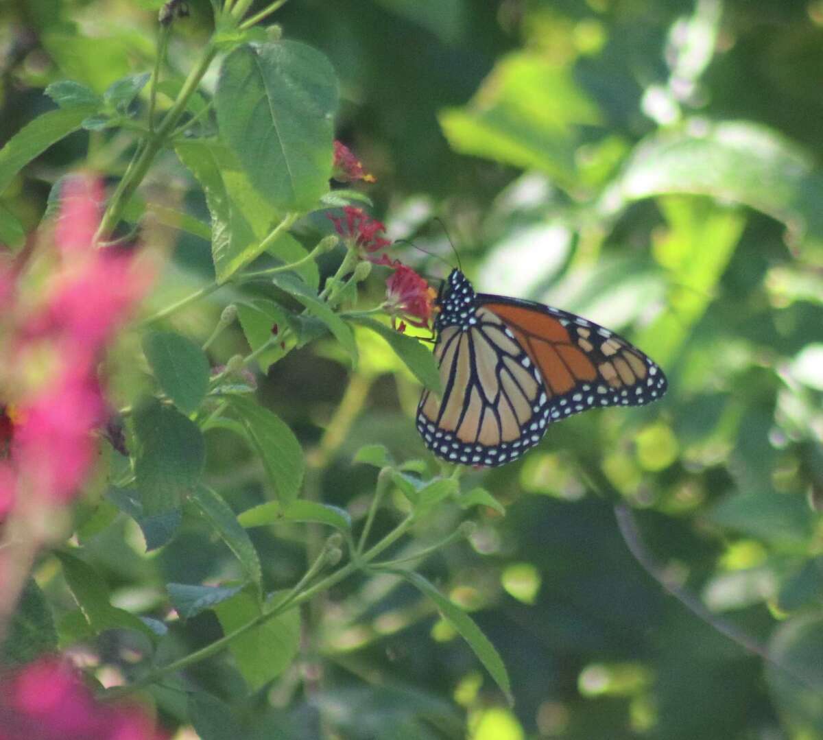 A monarch butterfly sips nectar at the city of Friendswood’s official monarch waystation in Stevenson Park on Nov. 17.