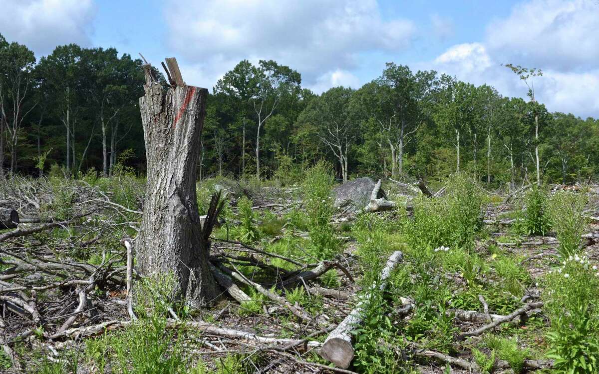 A clear cut section of the 43 acre Stone Bridge Preserve, in Newtown, on Thursday. A section of the mature forest was clear cut to let a young forest habitat develop. Slash, parts of the removed tree, covers some of the ground to provide cover to small animals and protect new growth. September 7, 2017, in Newtown, Conn.