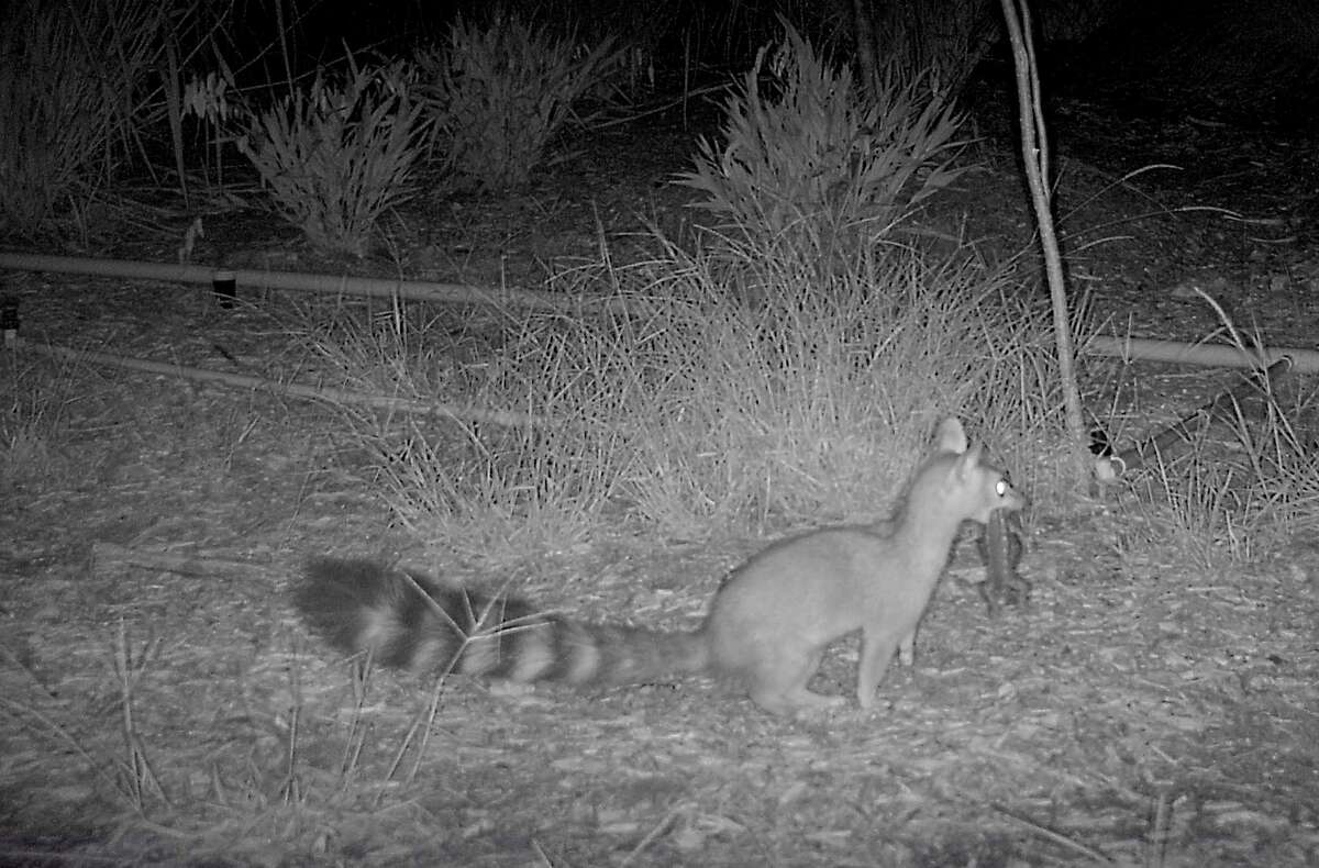 A new species has been added to the list of animals using the Land Bridge! This is a Ringtail Cat with a Texas Spiny Lizard in its mouth. A member of the Raccoon family, Ringtail Cats are rarely seen because they are nocturnal and very shy.