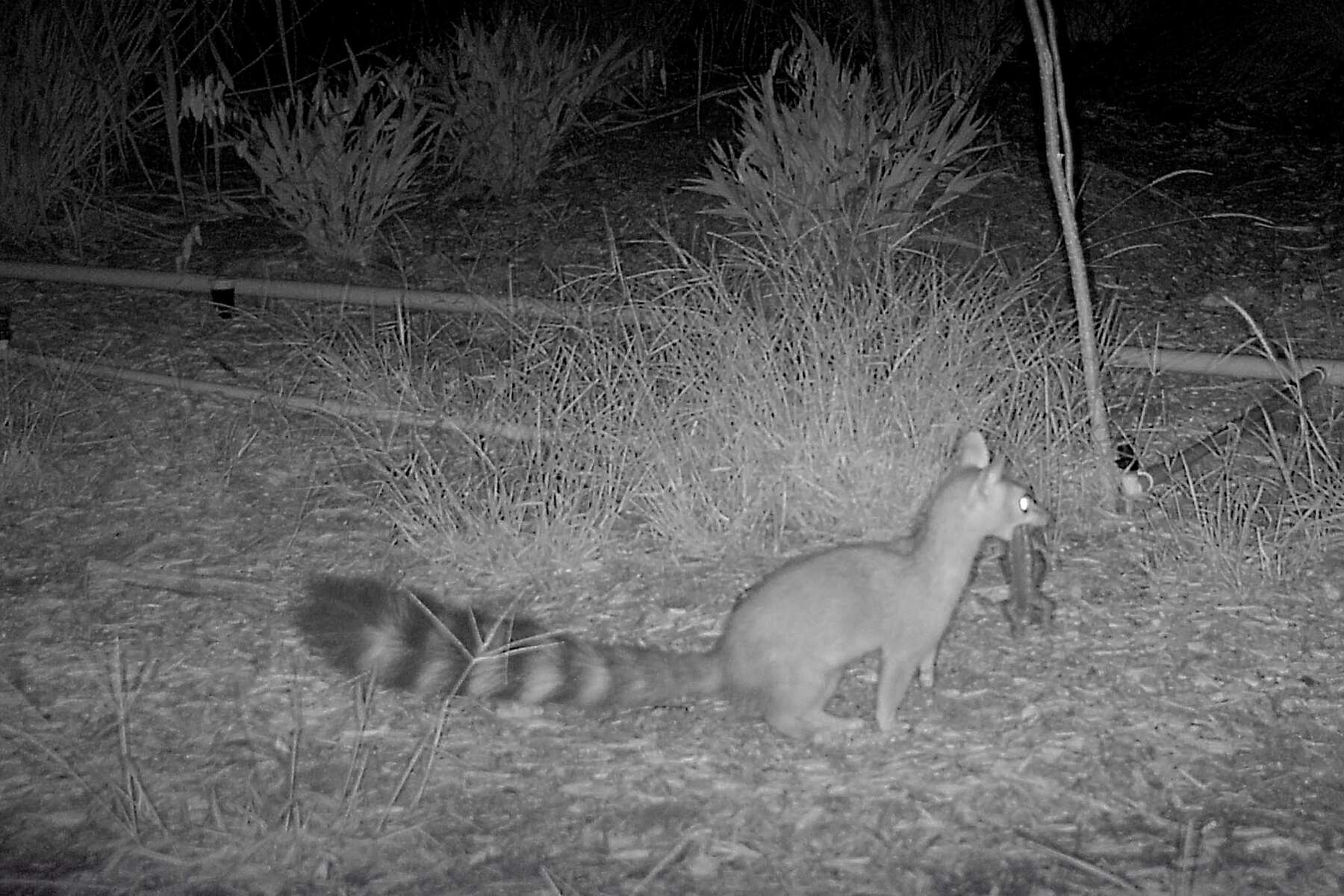 Outdoor ring cam detects motion for rabbits but not humans rifling through  my car : r/Ring