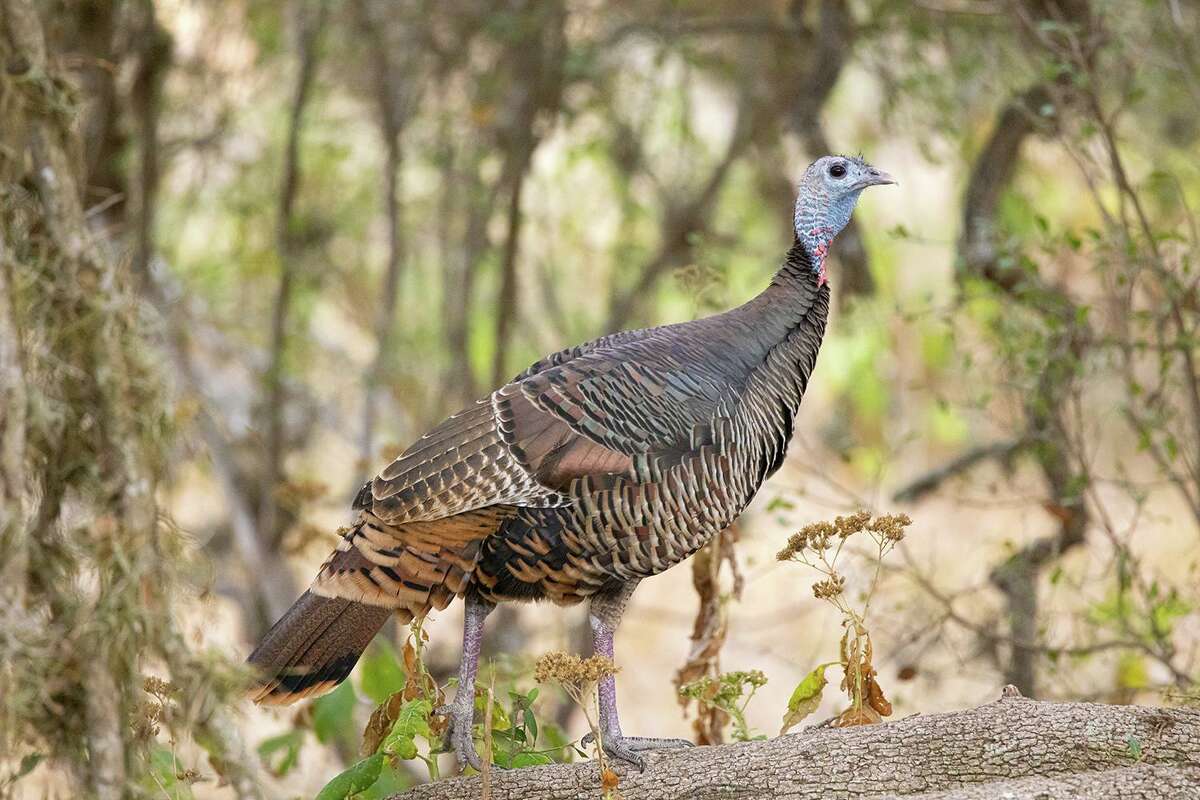Wild turkeys had been domesticated by Aztecs and Native Americans for more than 2,000 years before the Spanish arrived. 