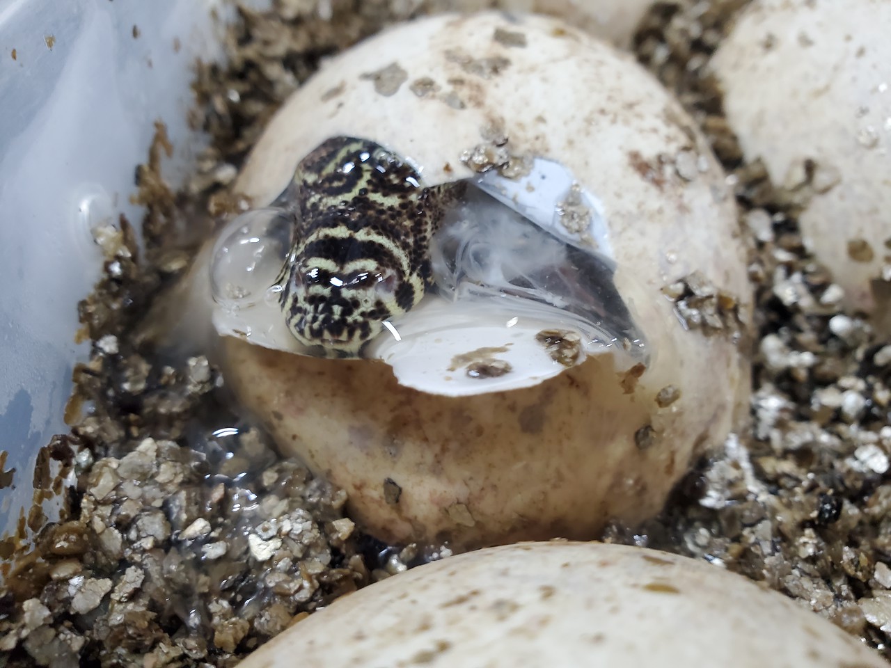 10 endangered Komodo dragons hatched at the San Antonio Zoo