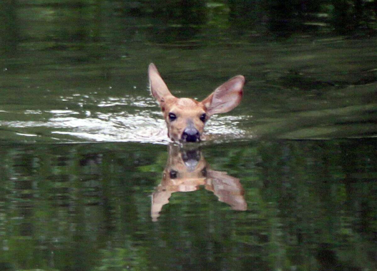  A baby fawn swims in an Illinois lake.