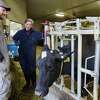 Nate Leland, left, herd manager at Ideal Dairy Farms, talks with H & N Bovine veterinarian Pandora Davis about one of the dairy's cows in the herd health/sort area on Thursday, Nov. 11, 2021, in Hudson Falls, N.Y.