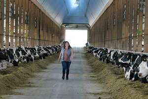 Crystal Grimaldi, a partner in her family's farm, Ideal Dairy Farms, walks through one of their newest cow barns on Thursday, Nov. 11, 2021, in Hudson Falls, N.Y. This barn was built in 2020. The farm has a little over 5,000 cows, milking about 3,000 of those cows.