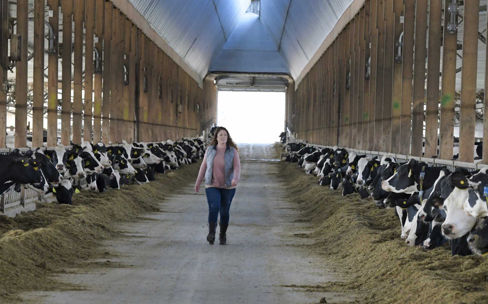 纽约州农场数量减少，尤其是小型乳制品农场