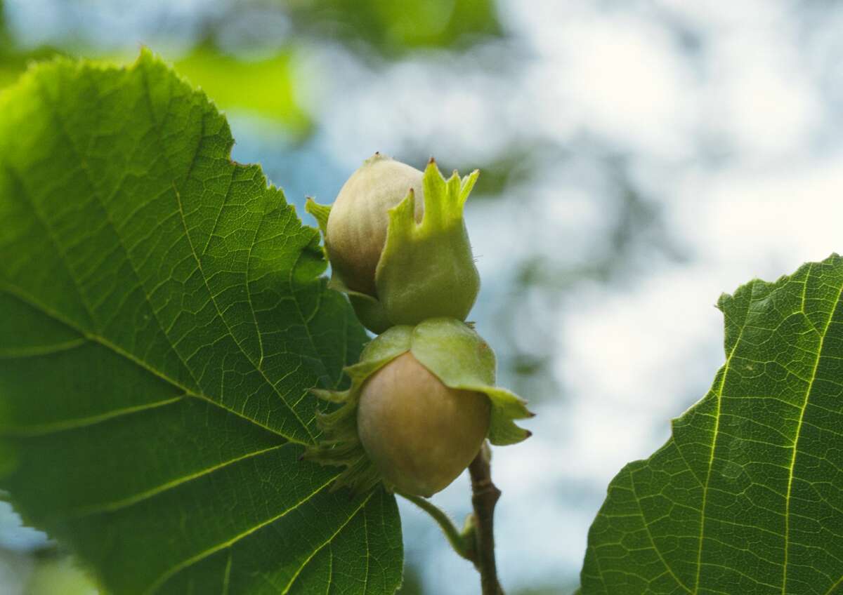 The American hazelnut (Corylus americana) grows wild throughout Illinois and produces an abundant, flavorful hazelnut.