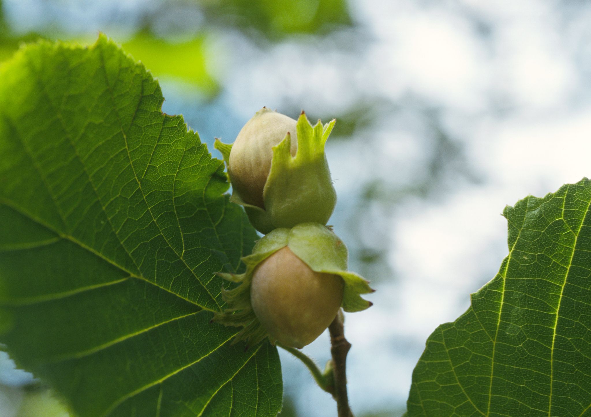 Hazelnuts: A native plant is a new crop for Illinois - Vimarsana News
