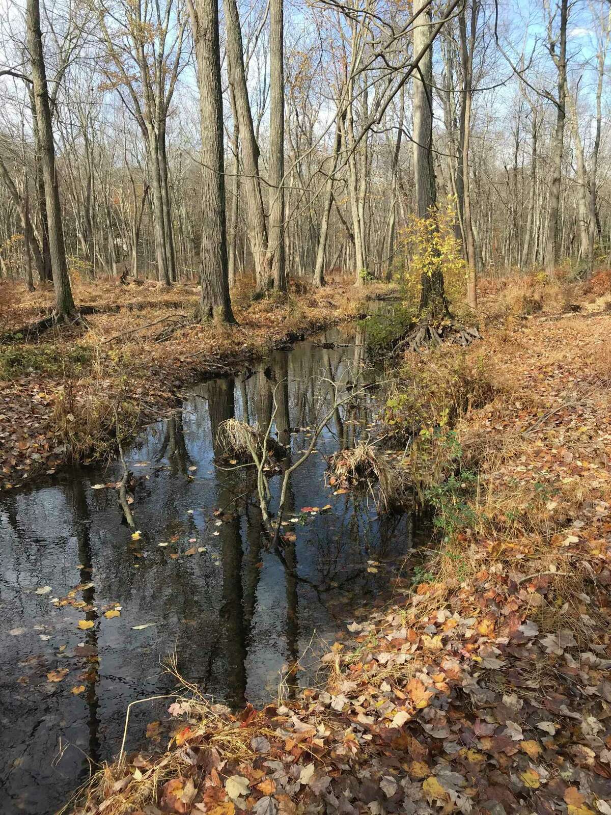 The Stamford Land Conservation Trust announced Tuesday a new watershed nature preserved in North Stamford located within the Mianus River watershed. Land Trust President Harry Day called a “win-win” situation that helps underscore the role wetlands play in protecting fish and wildlife.