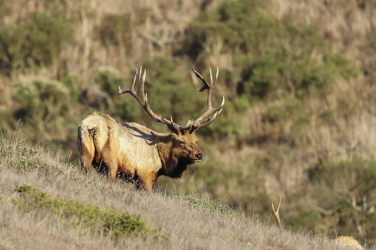 A tule elk at Point Reyes National Seashore.