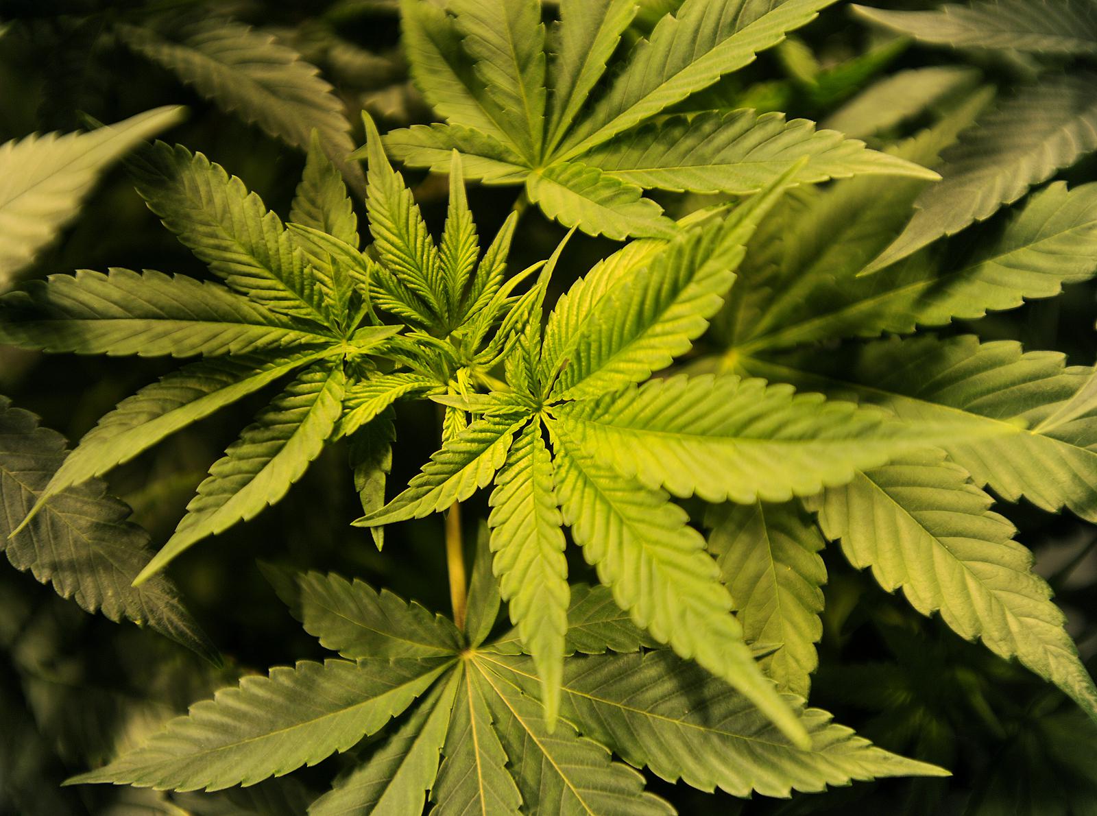 Grant will train CT police to recognize impaired drivers by watching volunteers who consume cannabis - Vimarsana News