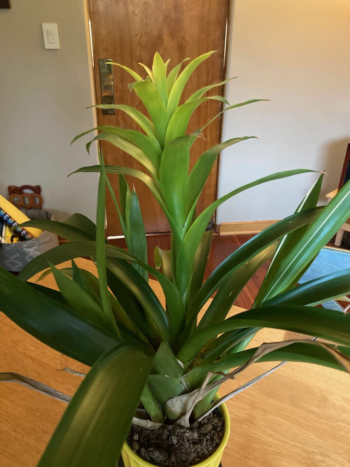My now-mature bromeliad, purchased in April from Meijer. The top eight inches of the inflorescence has faded recently from a clear neon yellow. The pups can be seen at each side, more narrow and sword-like than the foliage.  