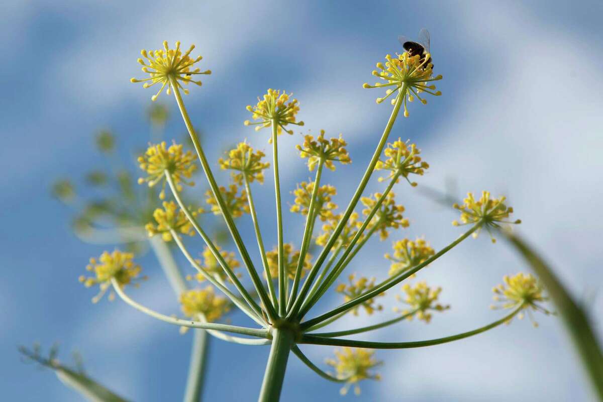 A bee alights on the flower of a wild fennel plant as it grows on a grassy hillside near Lake Temescal in Oakland, CA, Tuesday, July 8, 2014.