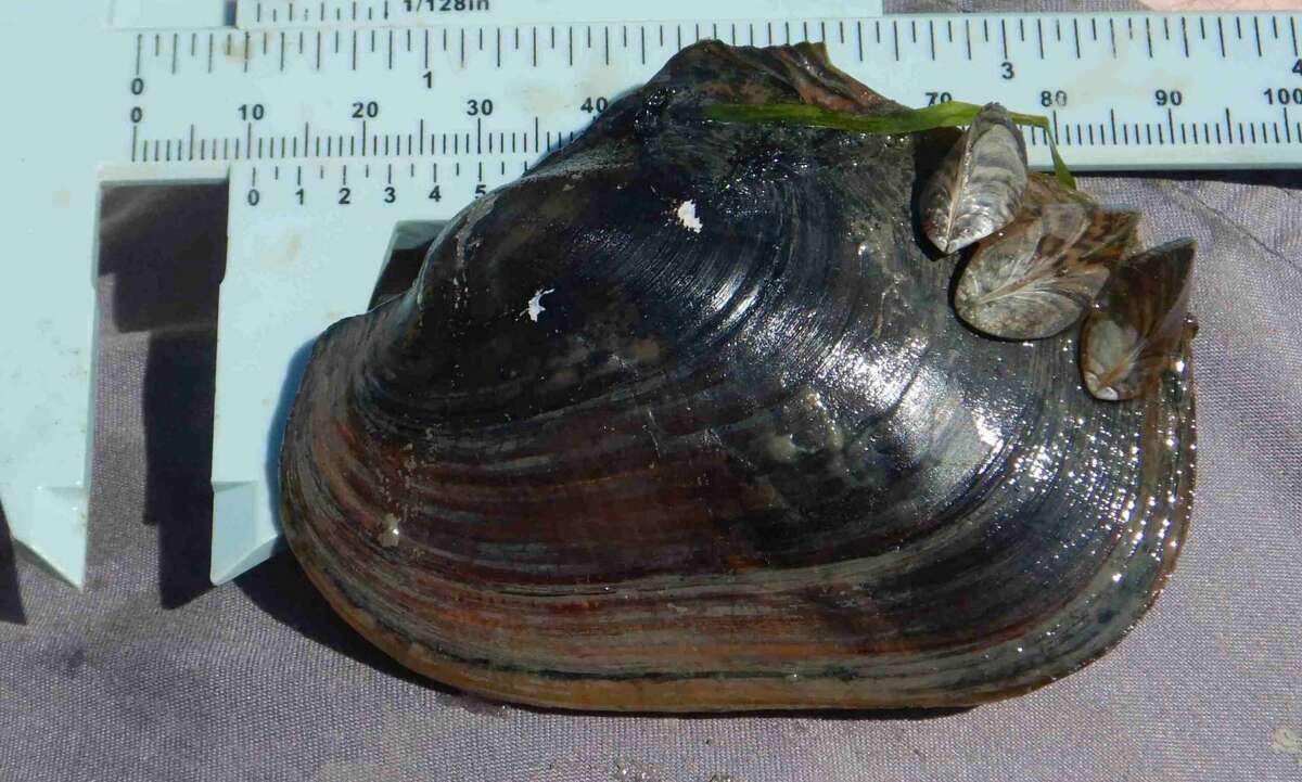 Researchers are finding the return of native mussels in the Detroit River despite the rise of invasive mussels. A pink heelsplitter freshwater mussel from the Detroit River has three invasive zebra mussels attached.
