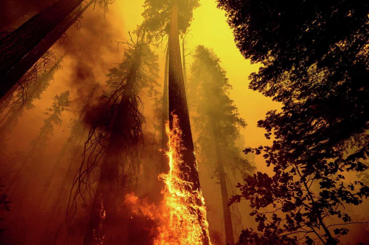 Flames burn a tree during the Windy Fire in the Trail of 100 Giants grove in Sequoia National Forest in September. Sequoias are increasingly vulnerable to wildfires.