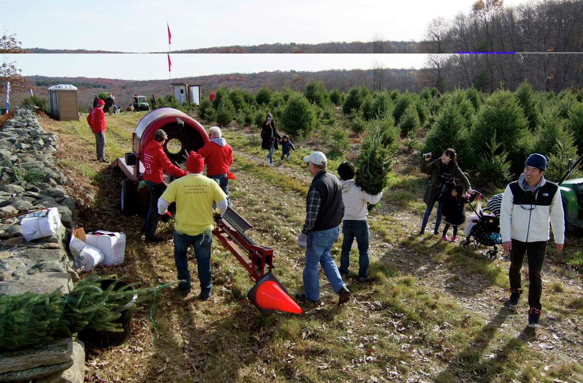 Area residents cut their own trees down during the first day of Xmas tree sales at Jones Family Farms in Shelton, Conn., on Saturday November 20, 2021.