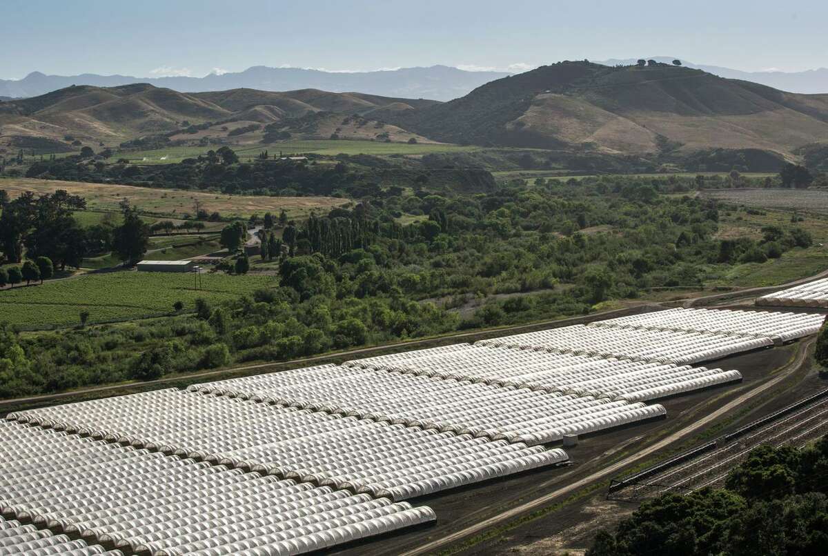A huge legal marijuana growing operation, utilizing pop-up hoop nursery construction technology, takes over an entire valley along the Santa Ynez River in Santa Barbara County.