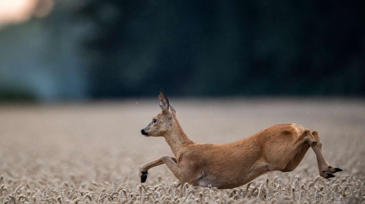 A deer sprints across a field in August in this Getty Images photo. A recent study has found high levels of deer carry COVID-19.