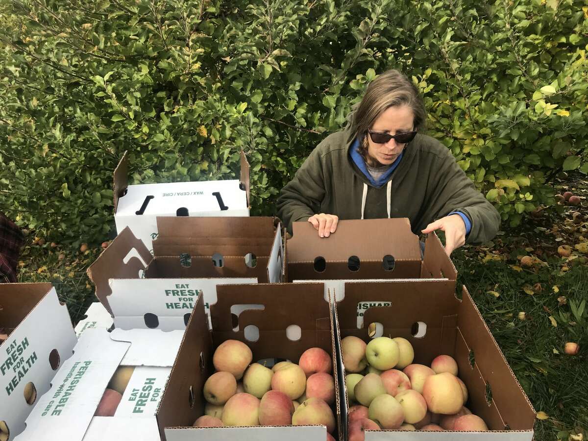 Kate Schmidt, a volunteer with the Orange County 4H program, secures boxes of apples on a pallet. Najac says many of the volunteers come back year after year.