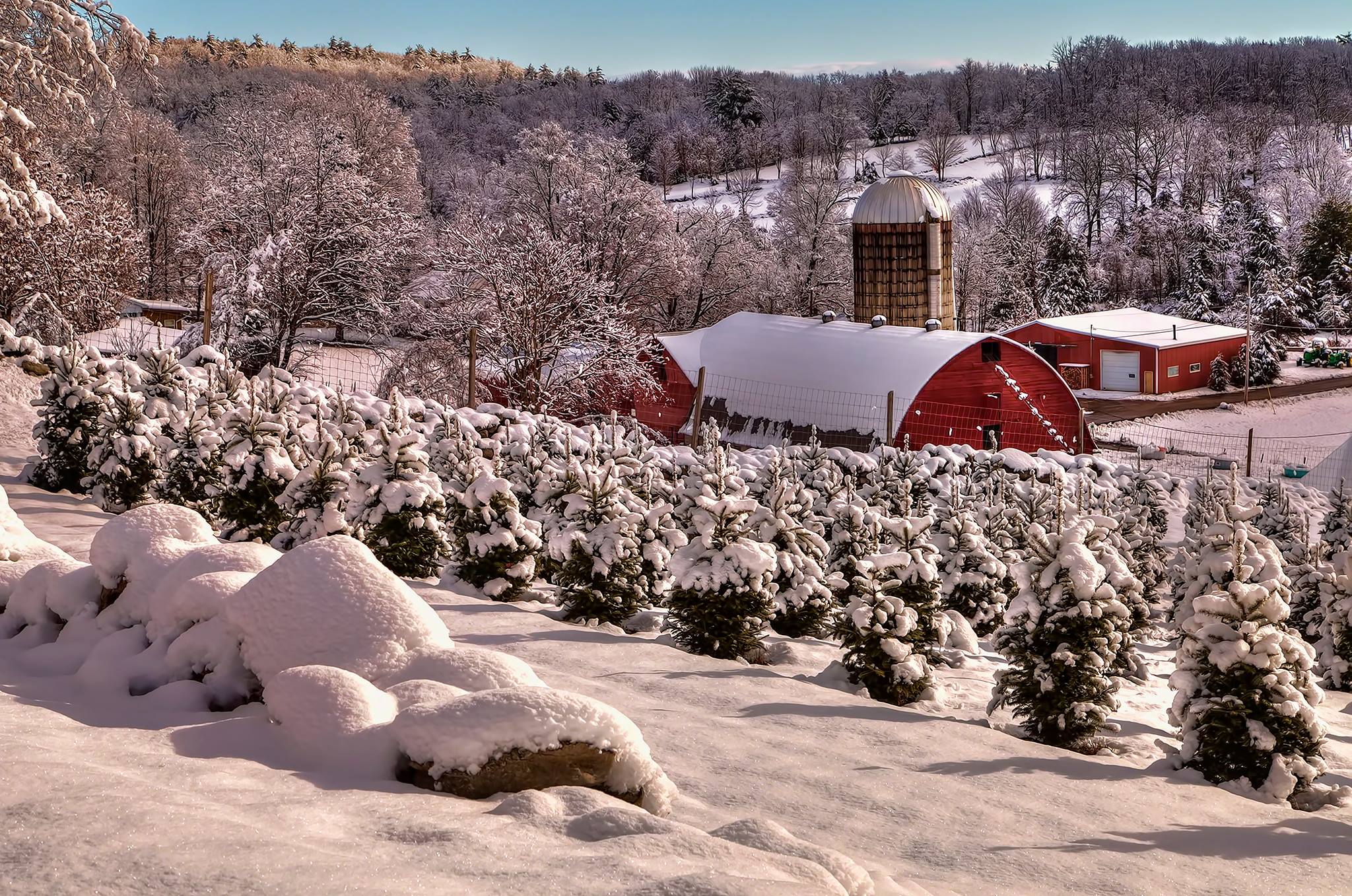 christmas tree farm winter