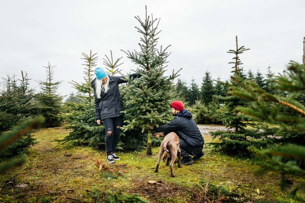 A young couple and their dog are cutting down the perfect pine tree with a wood saw to take home for Christmas.