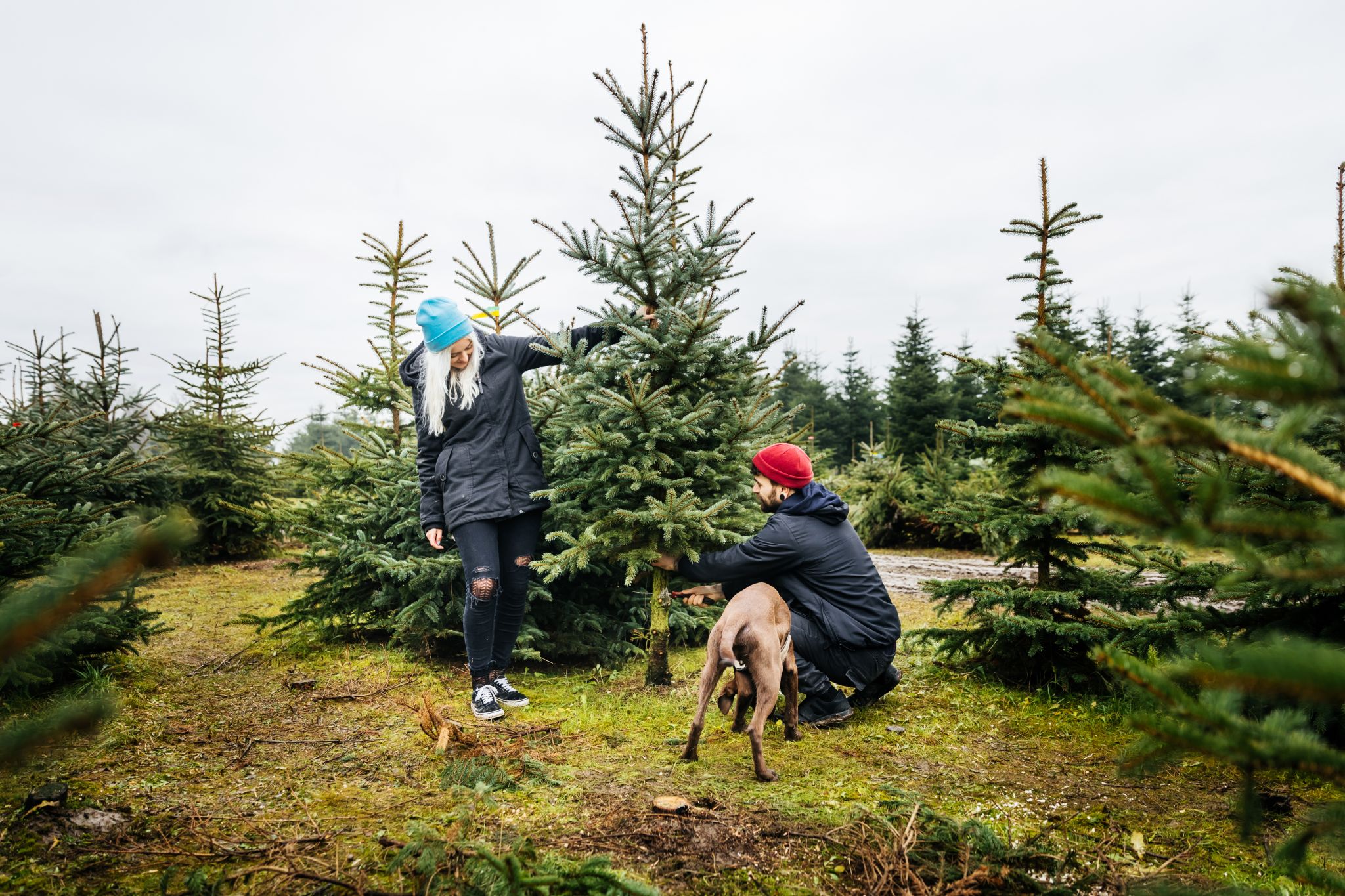 'Tis the season 7 Ucut Christmas tree farms near Seattle