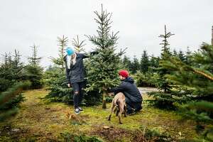 'Tis the season: 7 U-cut Christmas tree farms near Seattle