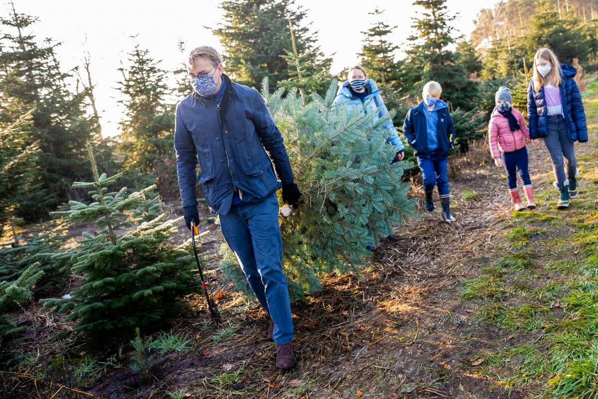 'Tis the season 7 Ucut Christmas tree farms near Seattle