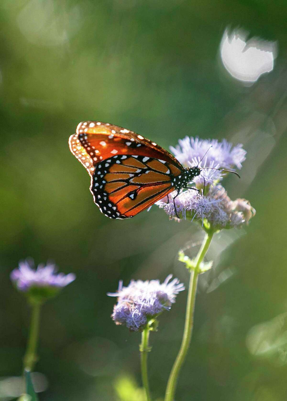 A butterfly lands on a thistle outside the Mitchell Lake Audubon Center on the south side.