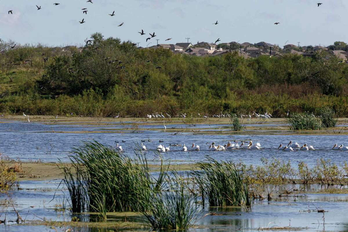 Ducks, white pelicans, egrets and other birds converge at Mitchell Lake on the south side.