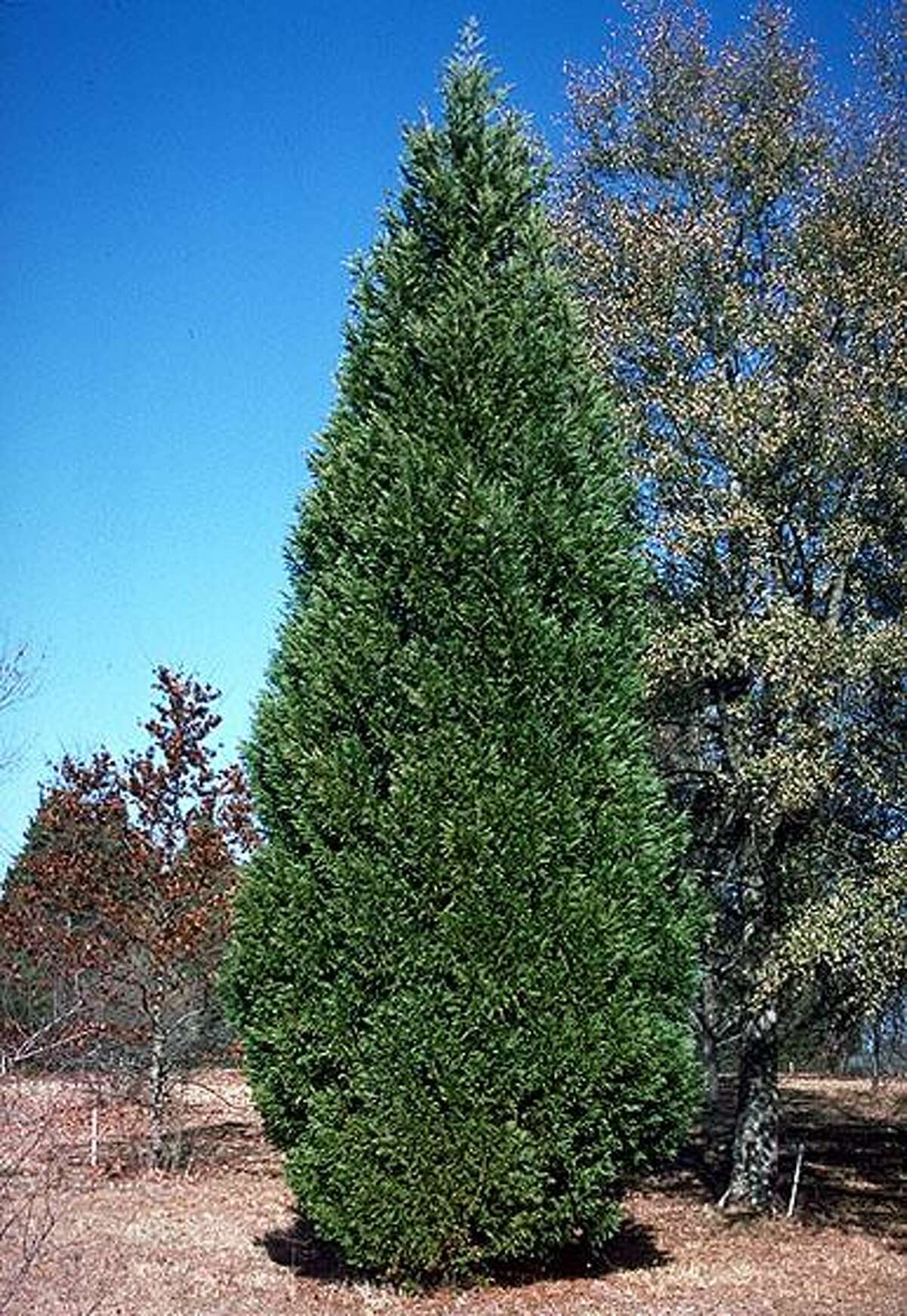 Arizona cypress can grow to 40 feet tall after being planted in the landscape.