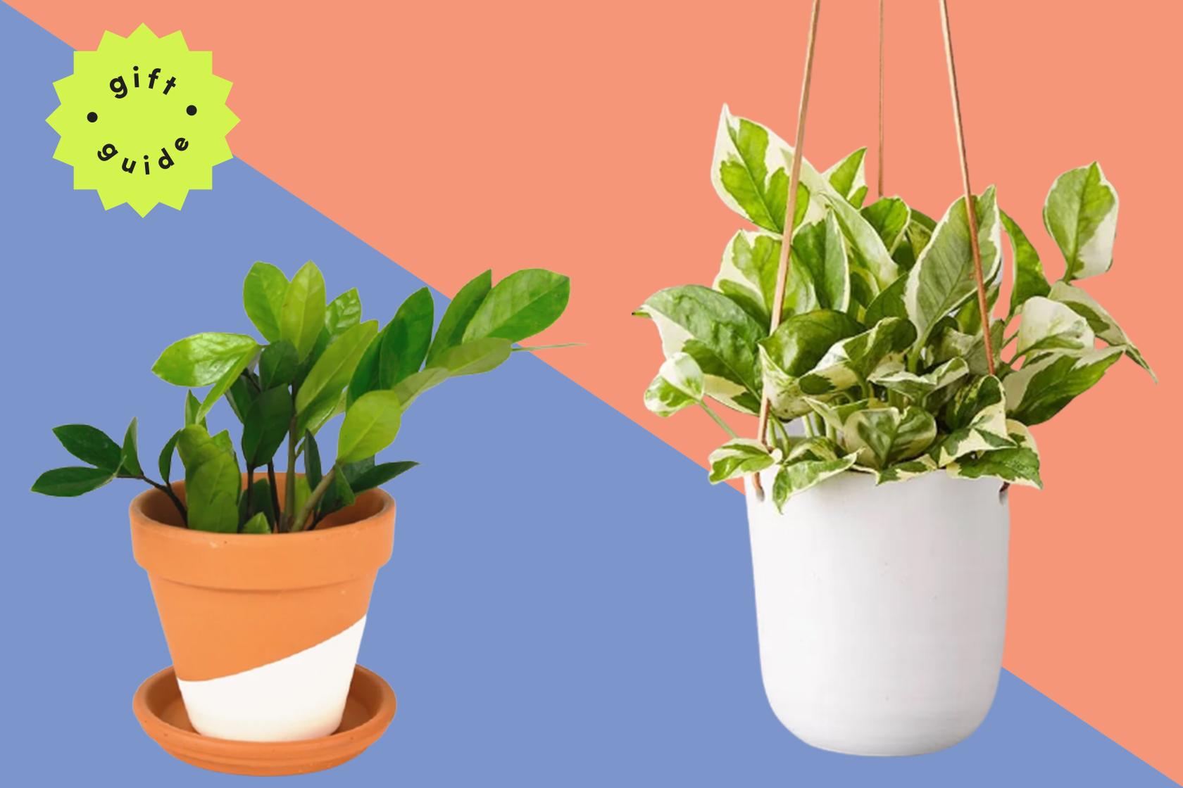 Houseplants that will survive the winter