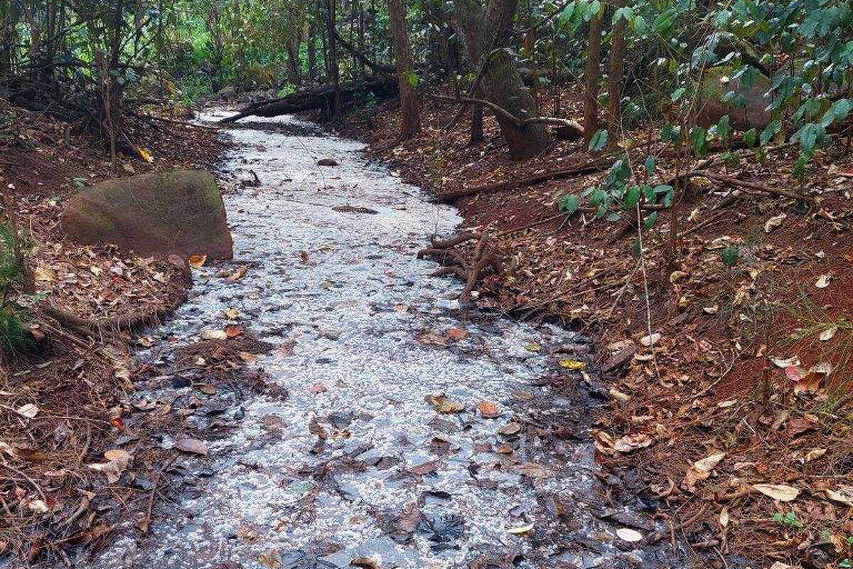 A stream is polluted with alcohol in Hawaii.
