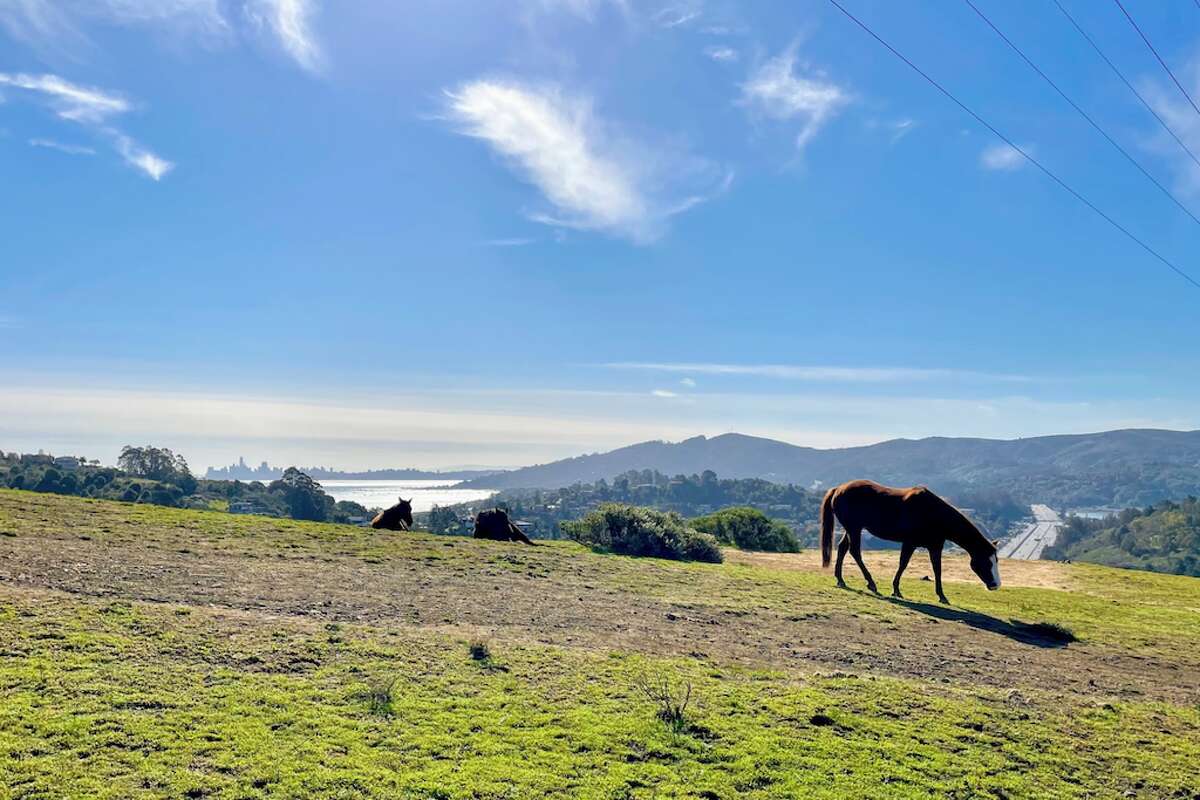 Cutie Sue the sorrel mare enjoys pasture boarding — and views — on Mill Valley’s Horse Hill.